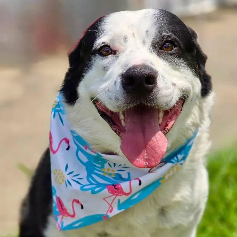 An adult large-sized male Black Border Collie dog named Briar for adoption in Effingham, IL