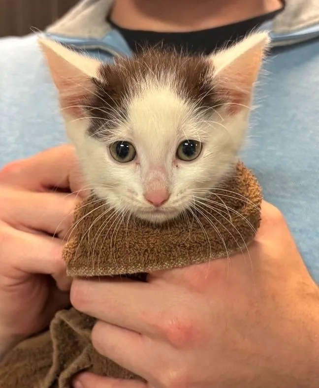 A baby medium-sized female Domestic Short Hair cat named Tootie for adoption in Huntington, IN
