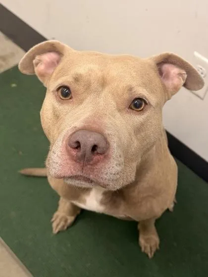 An adult medium-sized female Yellow / Tan / Blond / Fawn Pit Bull Terrier dog named Brigid for adoption in Cleveland, OH