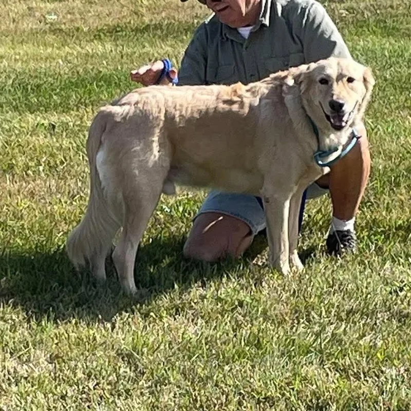 An adult large-sized male Golden Retriever dog named Champ for adoption in Coldwater, MI