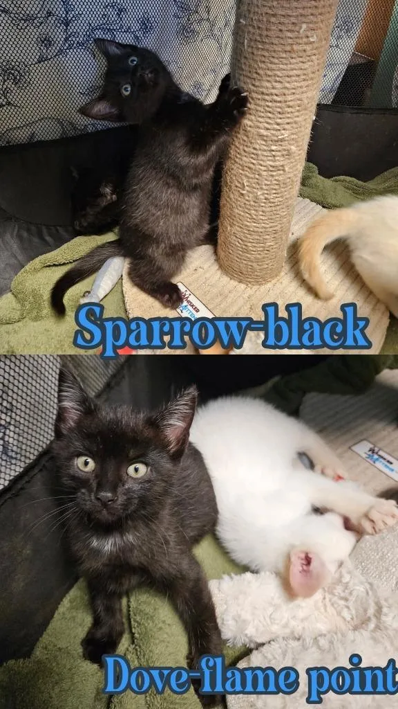 A baby small-sized male Domestic Short Hair cat named Sparrow for adoption in LIberty, NY