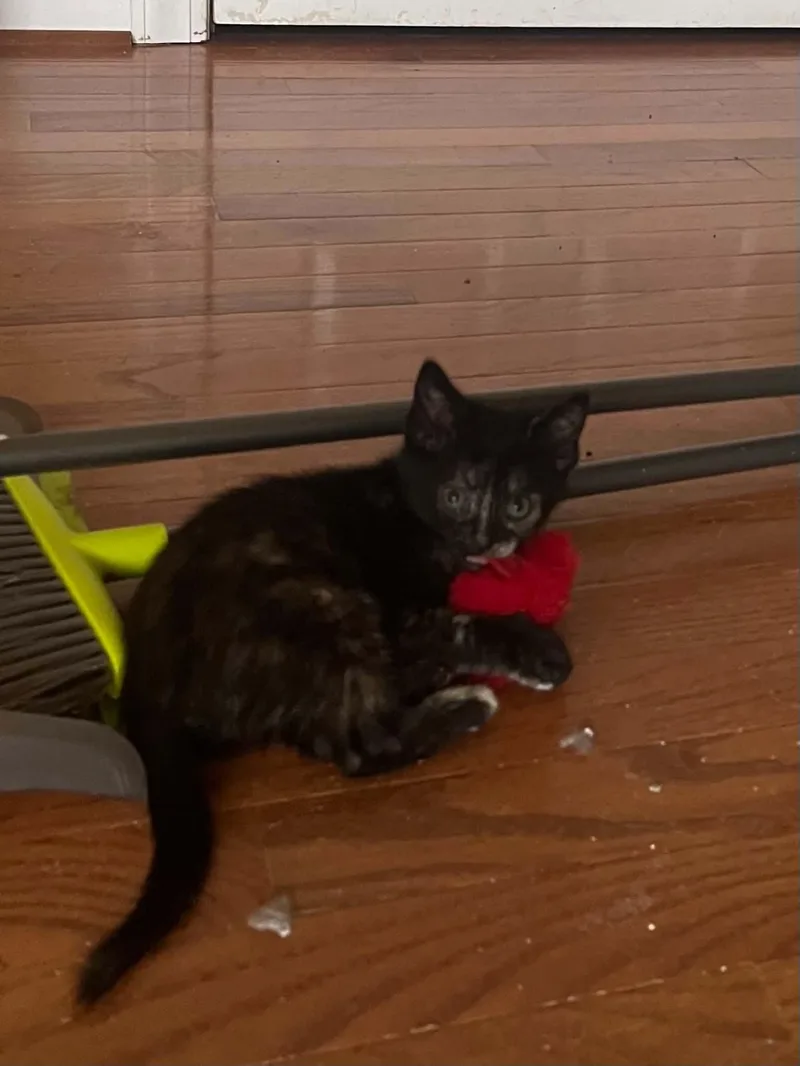 A young medium-sized female Domestic Short Hair cat named Bugatti for adoption in Camden, SC