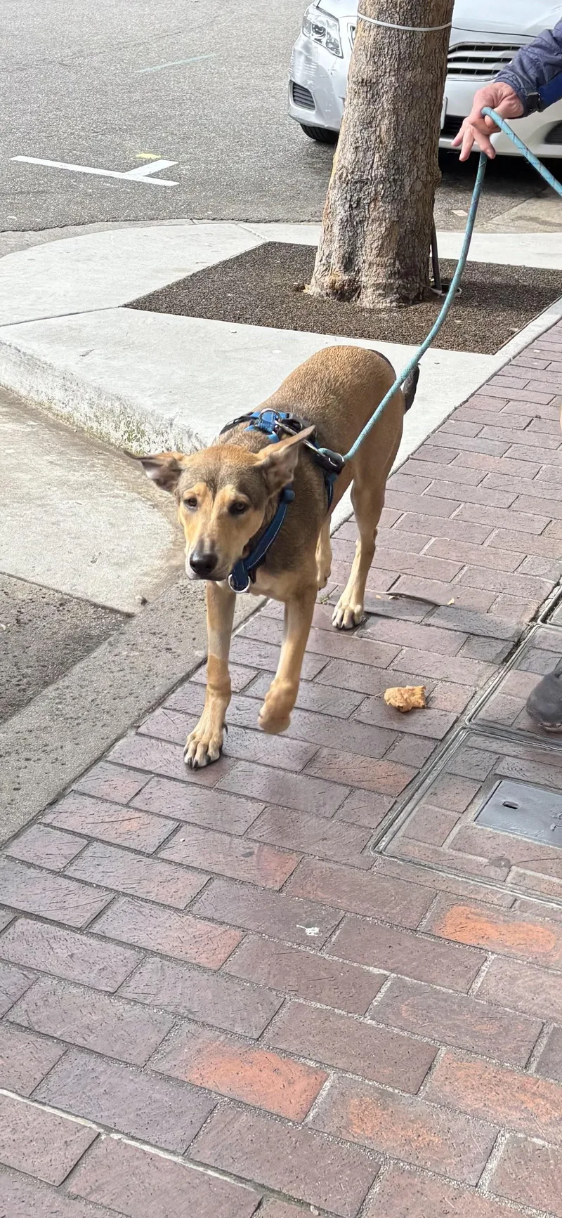 A young medium-sized female Brown / Chocolate German Shepherd Dog dog named Maizey for adoption in Santa Cruz, CA