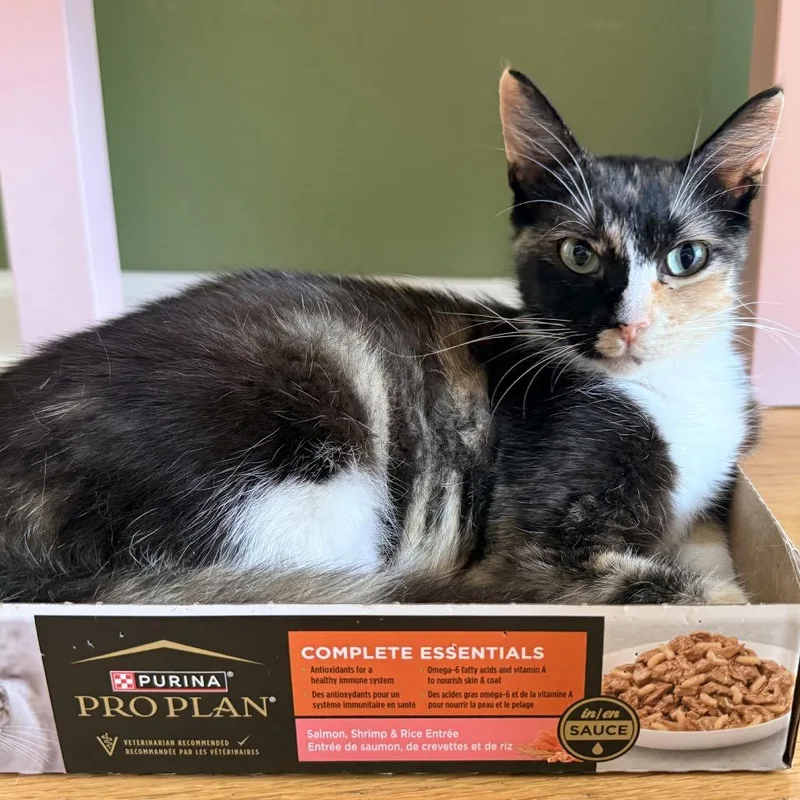 An adult small-sized female Domestic Short Hair cat named Callie for adoption in Woodstock, GA