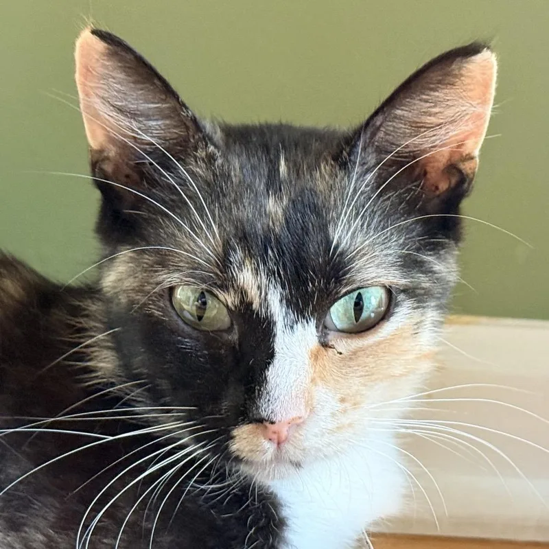 Callie thumbnail 2