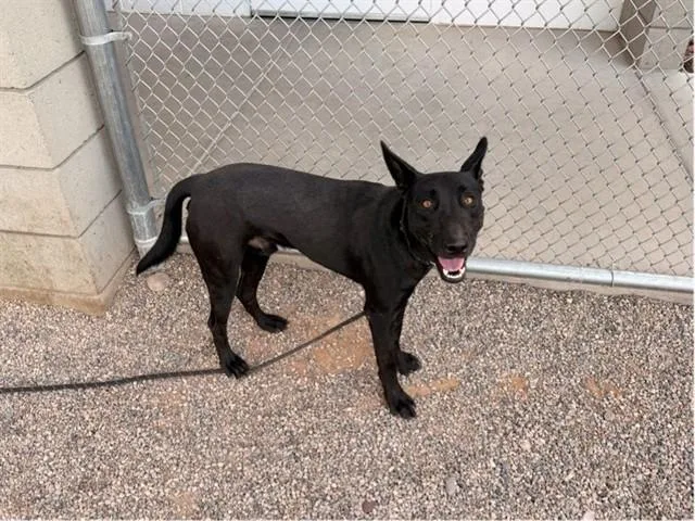 A young large-sized male Pit Bull Terrier dog named Nismo for adoption in Mesa, AZ