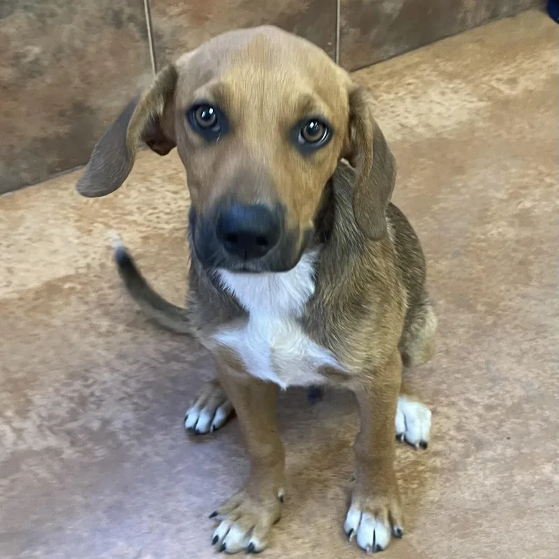 A baby medium-sized male Tricolor (Brown, Black, & White) Hound dog named Branch for adoption in Heber Springs, AR