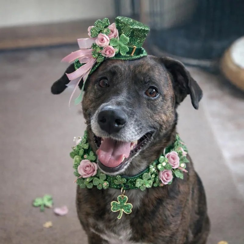 Thelma Ll thumbnail 2