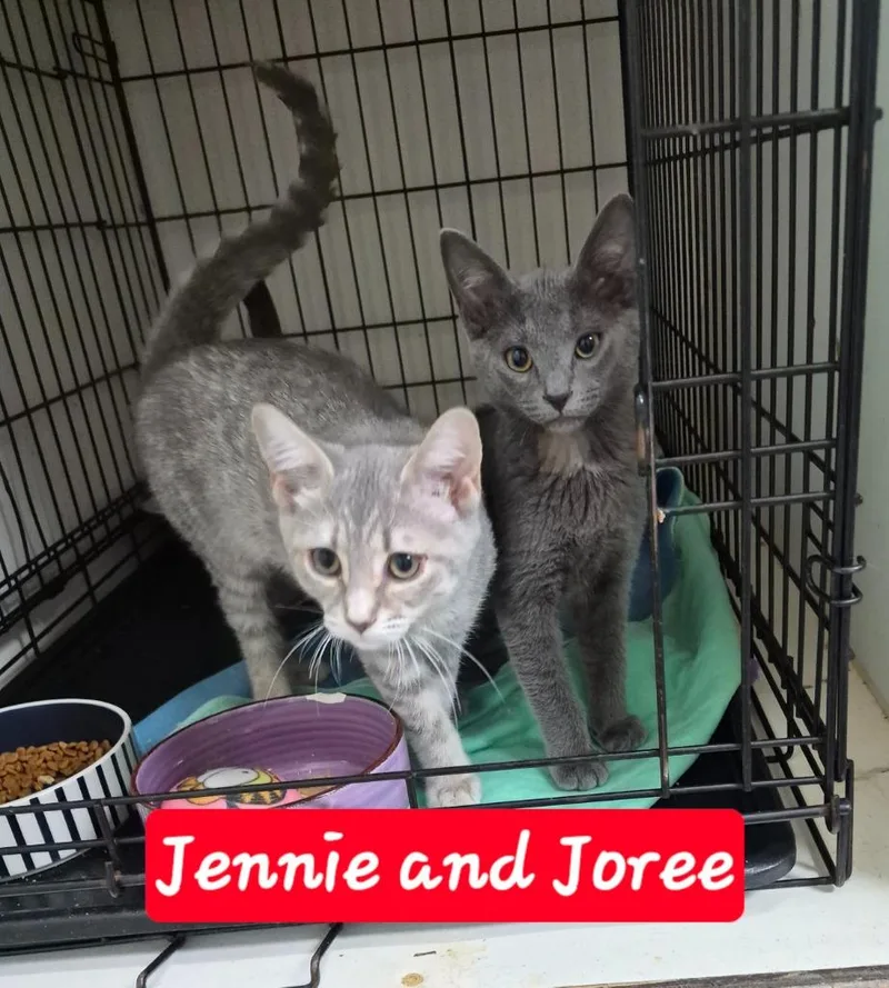 A baby medium-sized female Domestic Short Hair cat named Jennie for adoption in Rome, GA