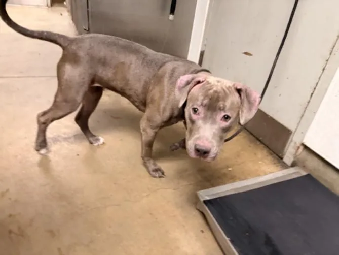 A young medium-sized female Pit Bull Terrier dog named Celine for adoption in Van Nuys, CA