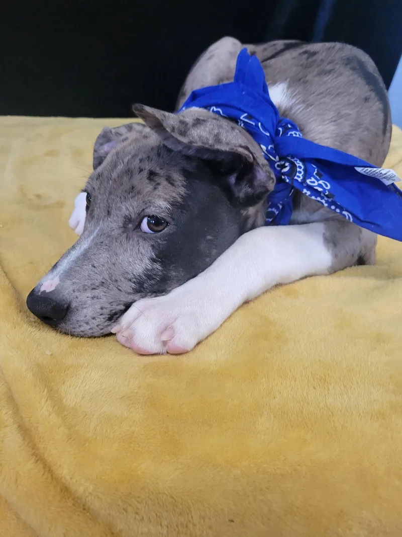 A baby medium-sized male Catahoula Leopard Dog dog named Dawson for adoption in Mount Laurel, NJ
