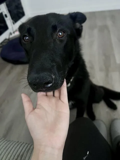 A young medium-sized male Black Belgian Shepherd / Malinois dog named Klaus for adoption in Sunset Beach , CA