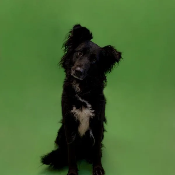 Pen  Finley Hw thumbnail 2