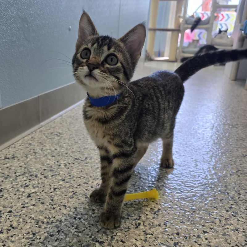 A baby medium-sized male Tabby (Brown / Chocolate) Domestic Short Hair cat named Andy for adoption in Farmington, MO