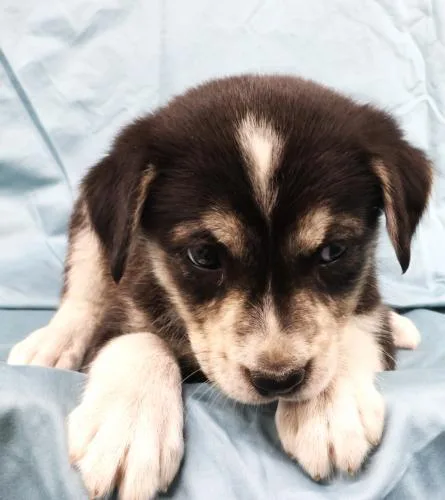 A baby medium-sized female Shepherd dog named FiFi for adoption in Thief River Falls, MN