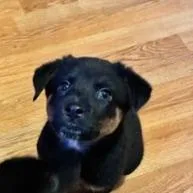 A baby small-sized female Cattle Dog dog named Daisy for adoption in Hawthorne, CA