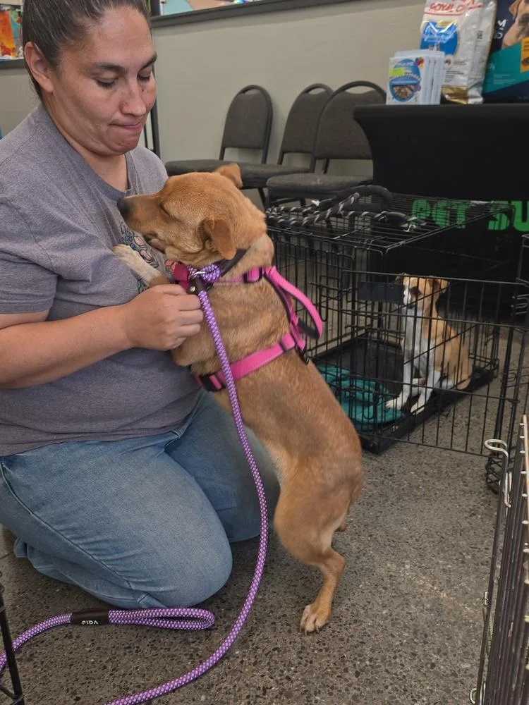 An adult small-sized female Brown / Chocolate Corgi dog named Coco for adoption in Albuquerque, NM