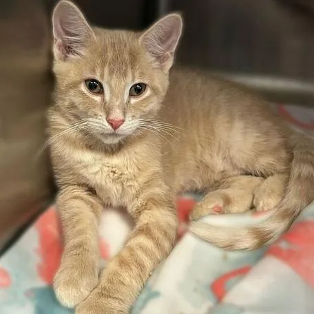 A young large-sized male Domestic Short Hair cat named Rylo for adoption in Davenport, IA