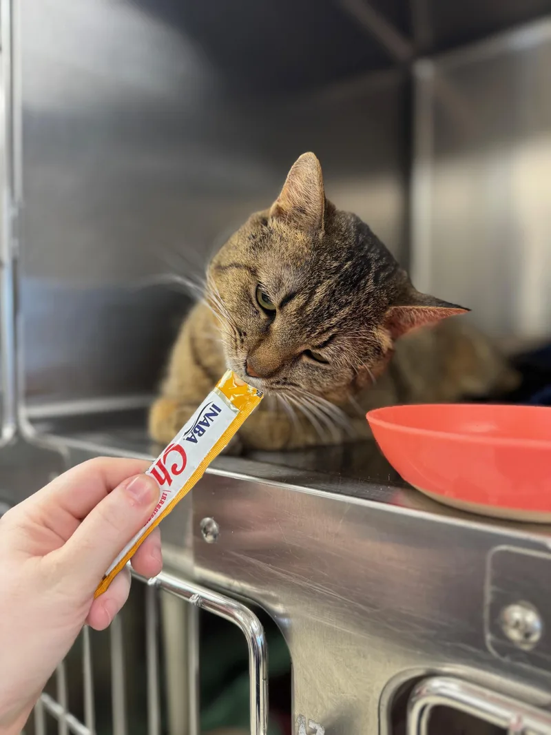 Gold Fish thumbnail 2