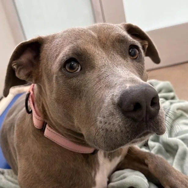 An adult medium-sized female Yellow / Tan / Blond / Fawn Mixed Breed dog named Carla for adoption in Middletown, RI