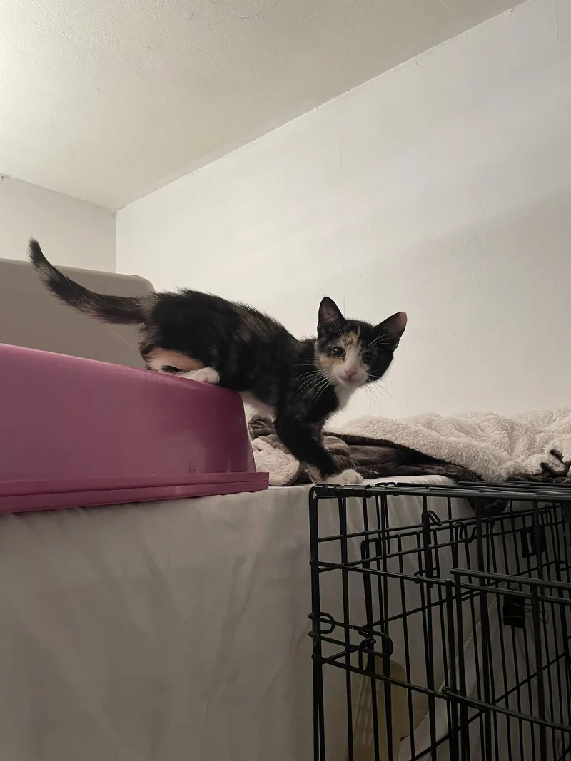 A baby medium-sized female Domestic Short Hair cat named Burundi for adoption in Trenton, NJ