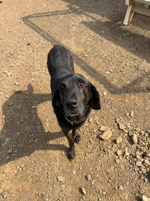 An adult large-sized male Bicolor Plott Hound dog named Clyde for adoption in Augusta, WV