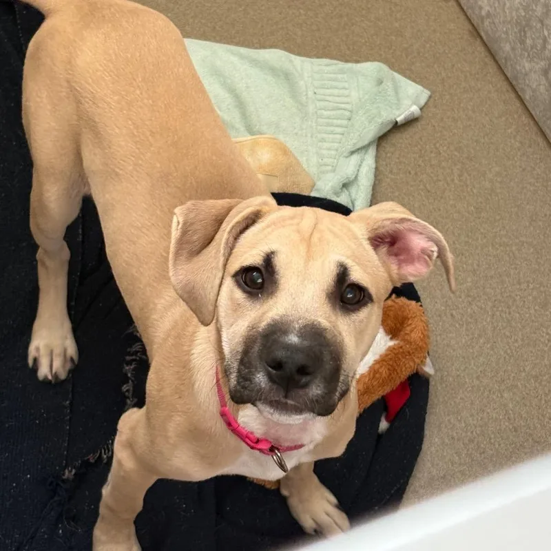 A baby medium-sized female Yellow / Tan / Blond / Fawn Shepherd dog named Leia for adoption in South Elgin, IL