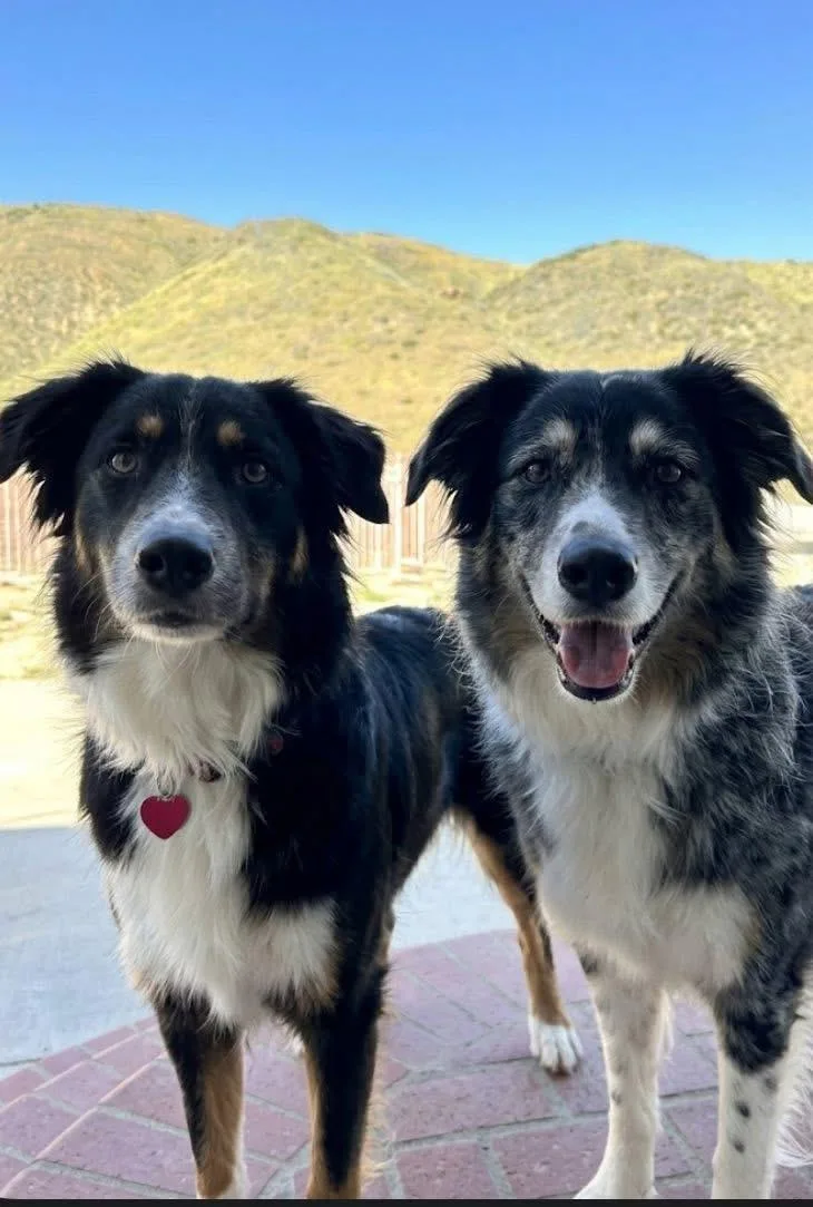 An adult large-sized male Tricolor (Brown, Black, & White) Australian Shepherd dog named PawPaw for adoption in Bakersfield, CA