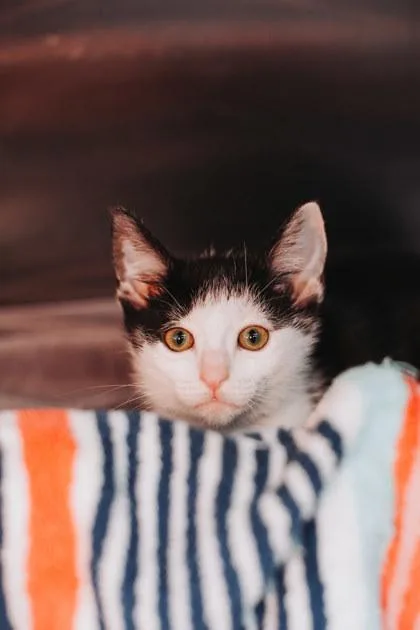 A young small-sized female Domestic Short Hair cat named A Lunar for adoption in North Charleston, SC