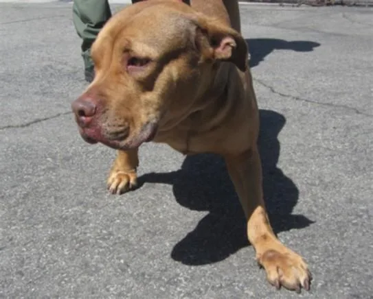 An adult large-sized female Pit Bull Terrier dog named Poppy for adoption in Los Angeles, CA