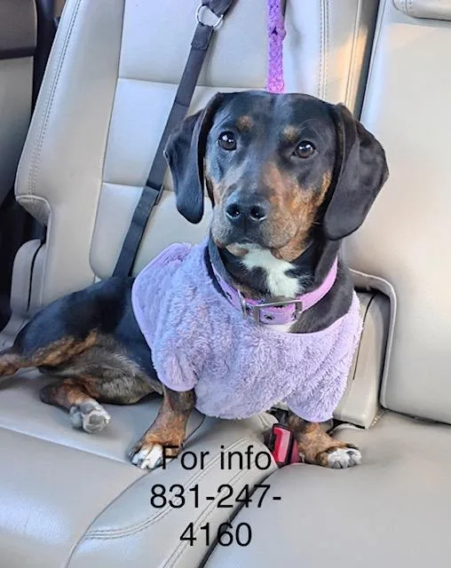 A young small-sized female Tricolor (Brown, Black, & White) Dachshund dog named Jaycee for adoption in Santa Cruz, CA