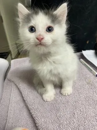 A baby small-sized male Domestic Short Hair cat named Uptick for adoption in Cincinnati, OH