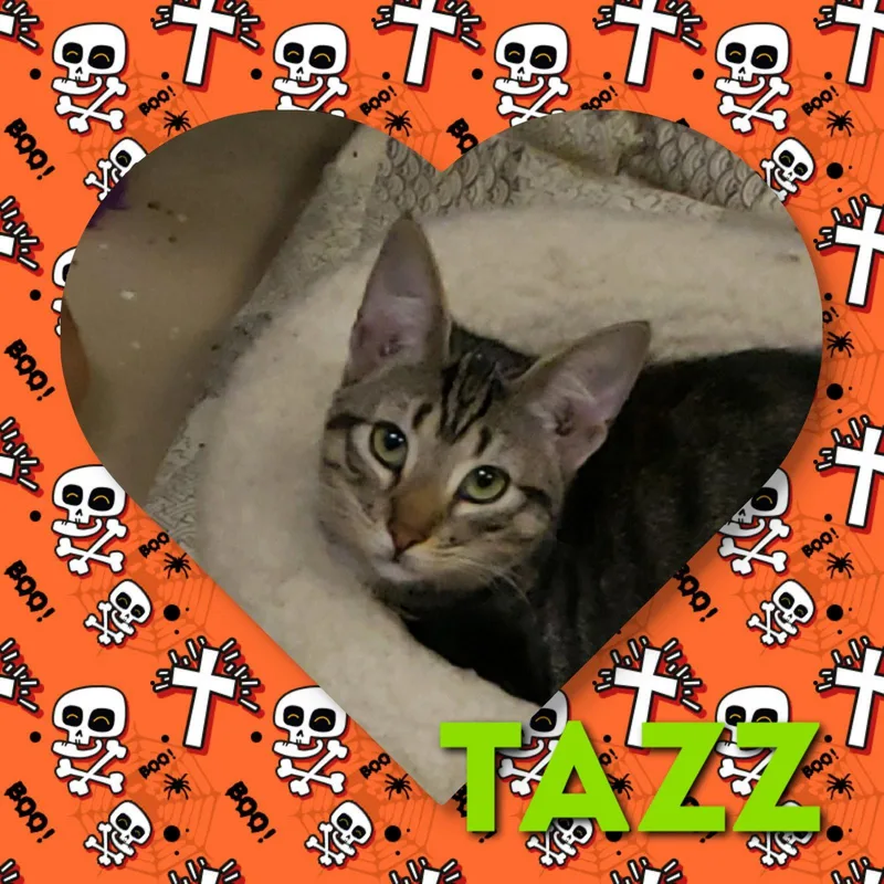 An adult medium-sized female Domestic Short Hair cat named Tazz for adoption in Wilmington, NC