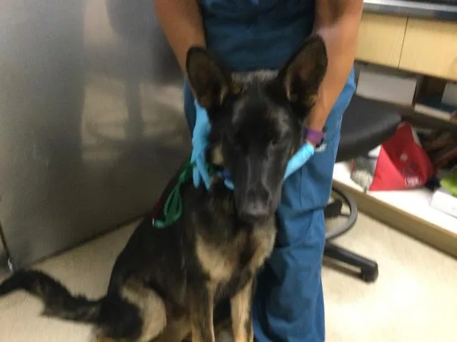 A young large-sized male German Shepherd Dog dog named Jordan for adoption in Riverside, CA