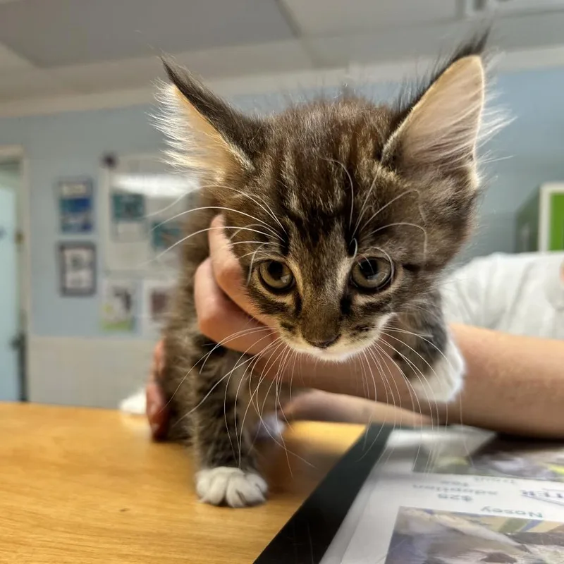 A baby small-sized female Brown / Chocolate Domestic Short Hair cat named Amelia for adoption in Newport, NC