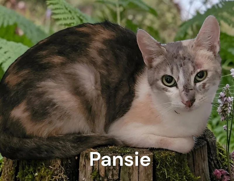 An adult medium-sized female Dilute Calico cat named Pansie for adoption in Weems, VA
