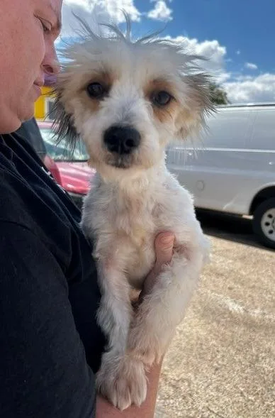 An adult small-sized male Maltese dog named Snowball for adoption in Thompson Falls, MT