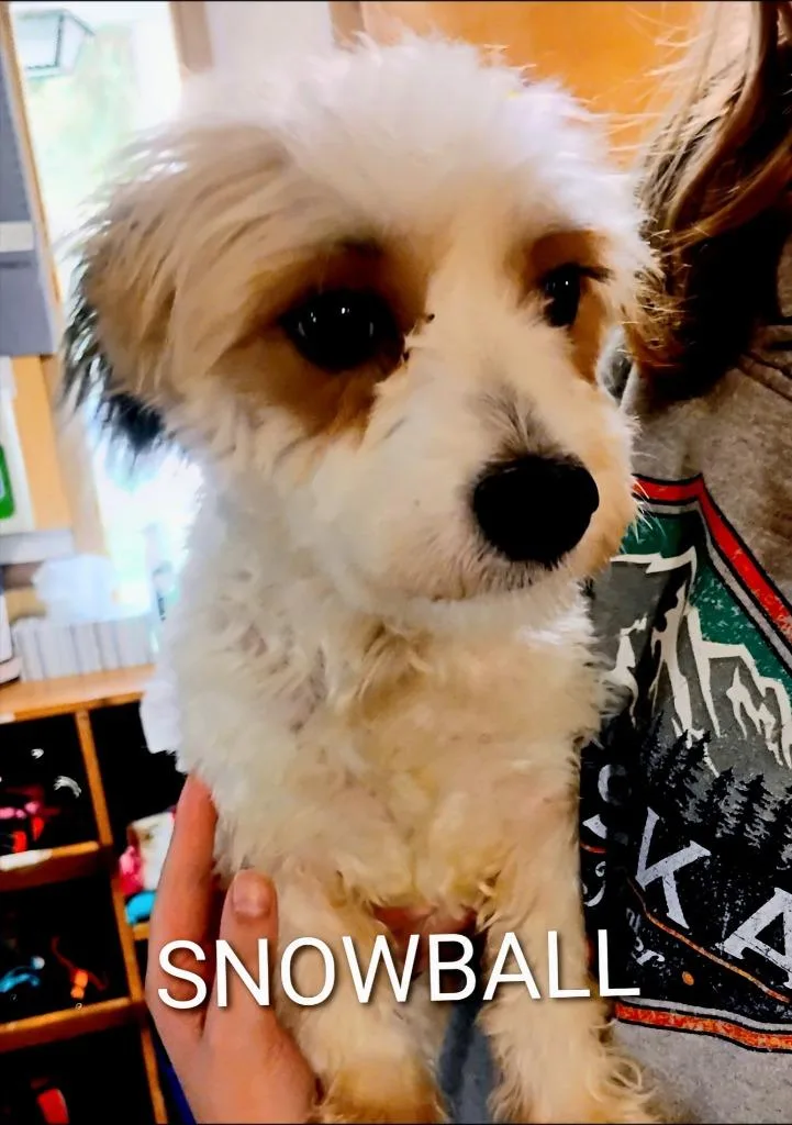 Snowball thumbnail 2