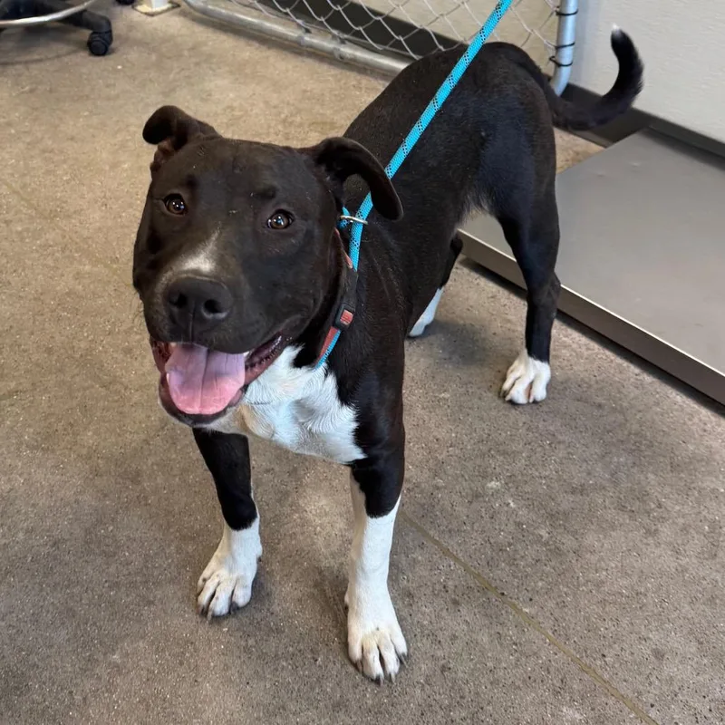 A young large-sized male Mixed Breed dog named Mack for adoption in Las Cruces, NM