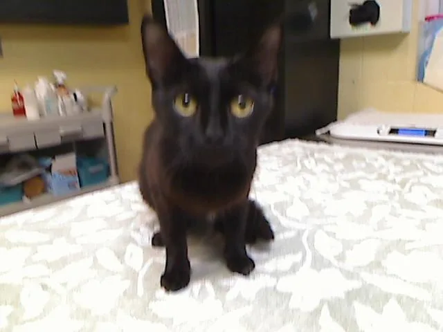 A young medium-sized female Domestic Short Hair cat named Meeko for adoption in Cookeville, TN