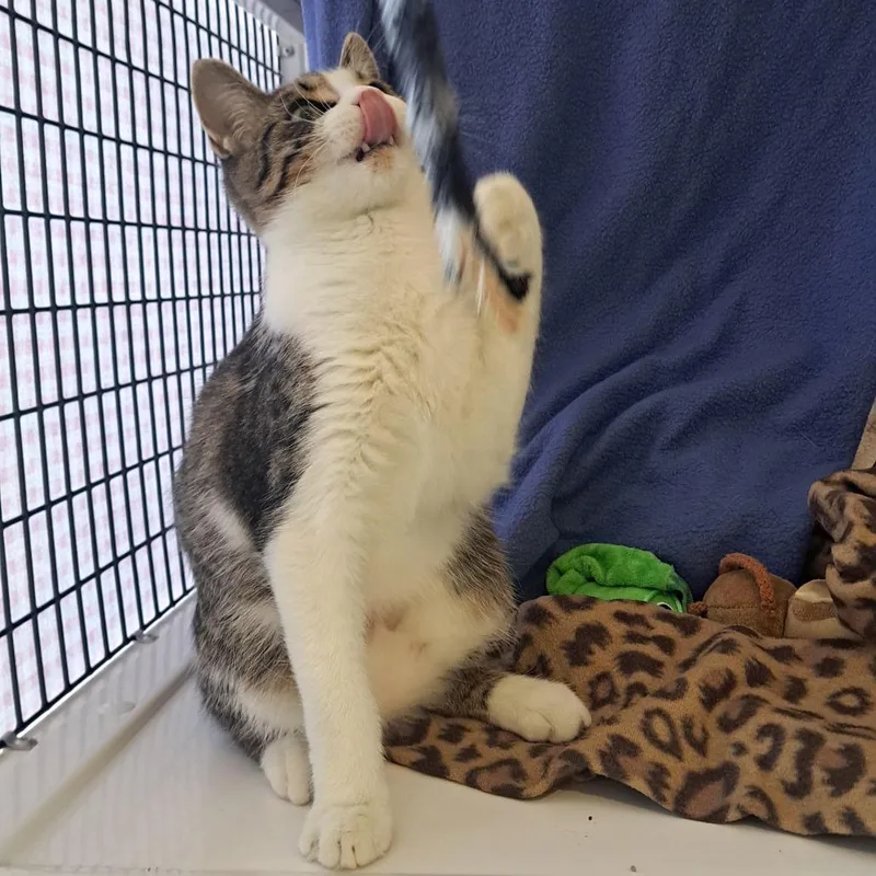 A young medium-sized male Domestic Short Hair cat named Mack Adamia for adoption in Chicago, IL