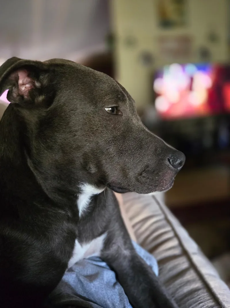 An adult medium-sized female Gray / Blue / Silver Pit Bull Terrier dog named Chloe for adoption in Trinity, AL