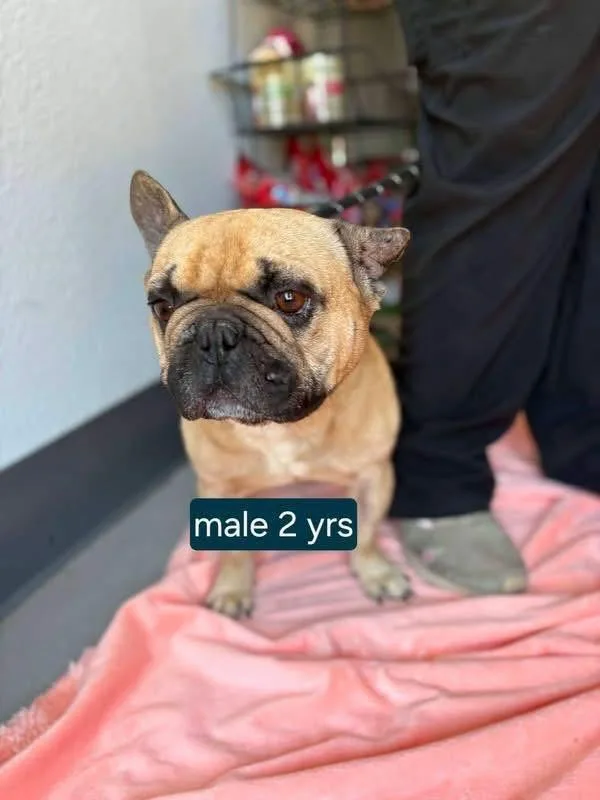 Snubbull thumbnail 2