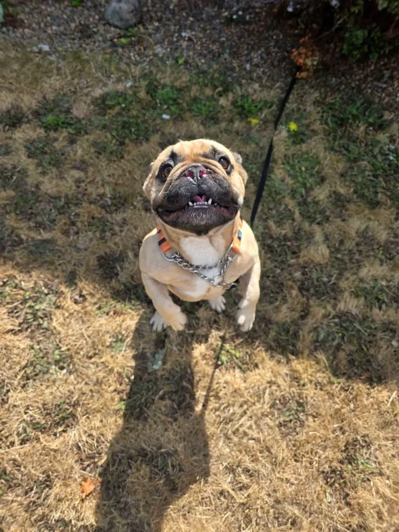 Snubbull thumbnail 4