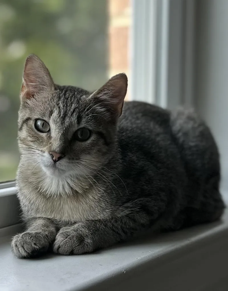 A baby small-sized female Tabby (Brown / Chocolate) Domestic Short Hair cat named Katie for adoption in DICKSON, TN