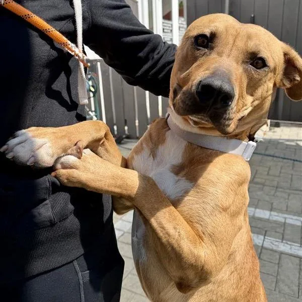 A young medium-sized male Pit Bull Terrier dog named Riku for adoption in Los Angeles, CA