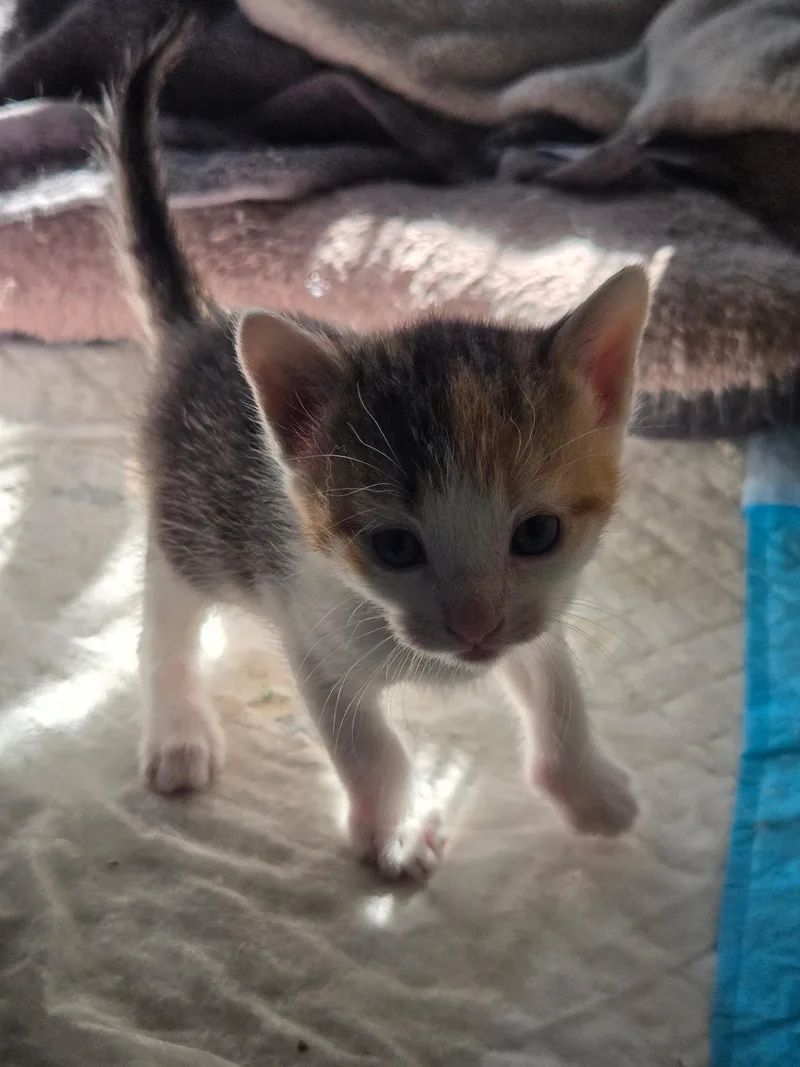 A baby medium-sized female Calico cat named Elle for adoption in Clifton, NJ