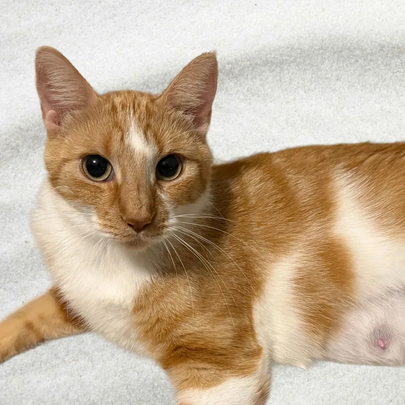 An adult medium-sized female Orange & White Domestic Short Hair cat named Keera for adoption in Blaine, MN