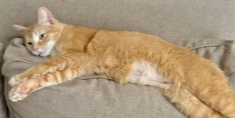 Marmalade thumbnail 2