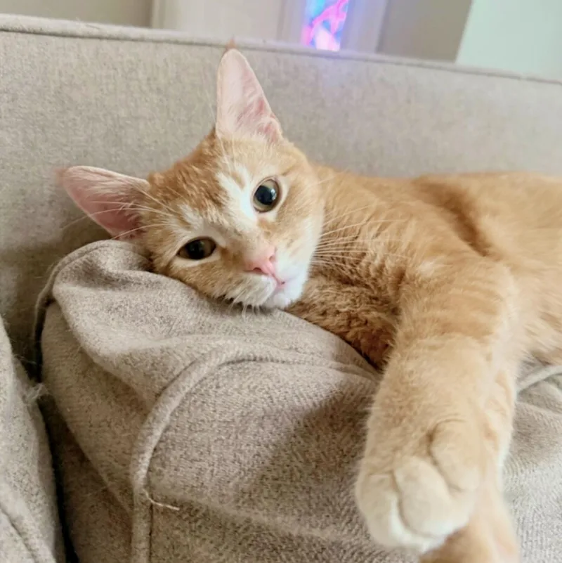 Marmalade thumbnail 3